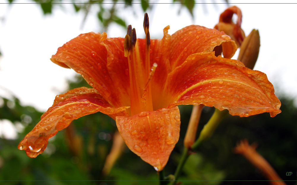 ...Nach dem Regen...(5)