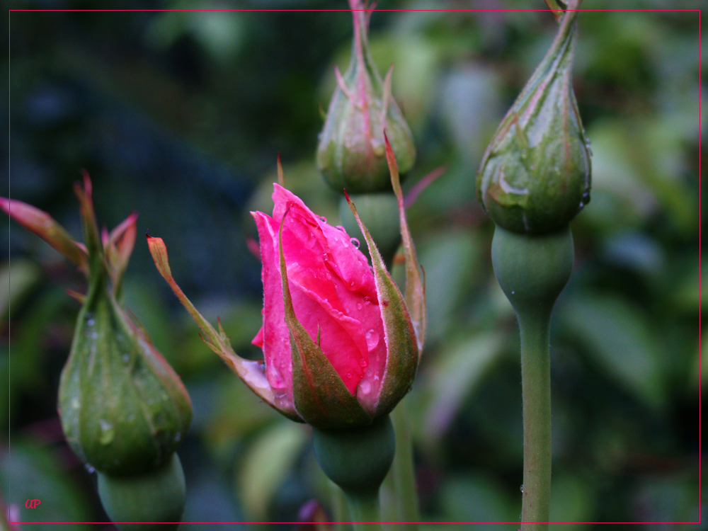 ...Nach dem Regen...(7)