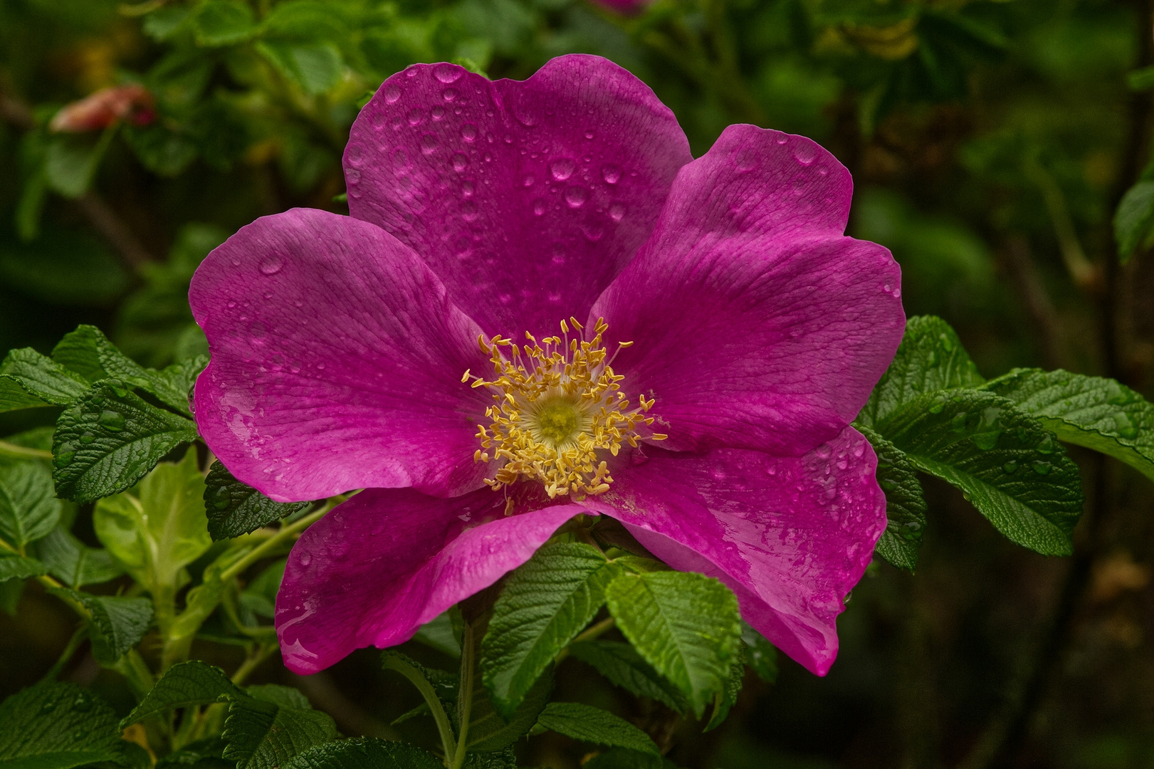 Nach dem Regenguss......