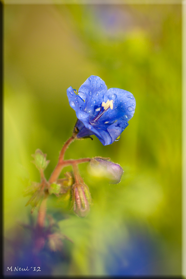 Nach dem Regen....II