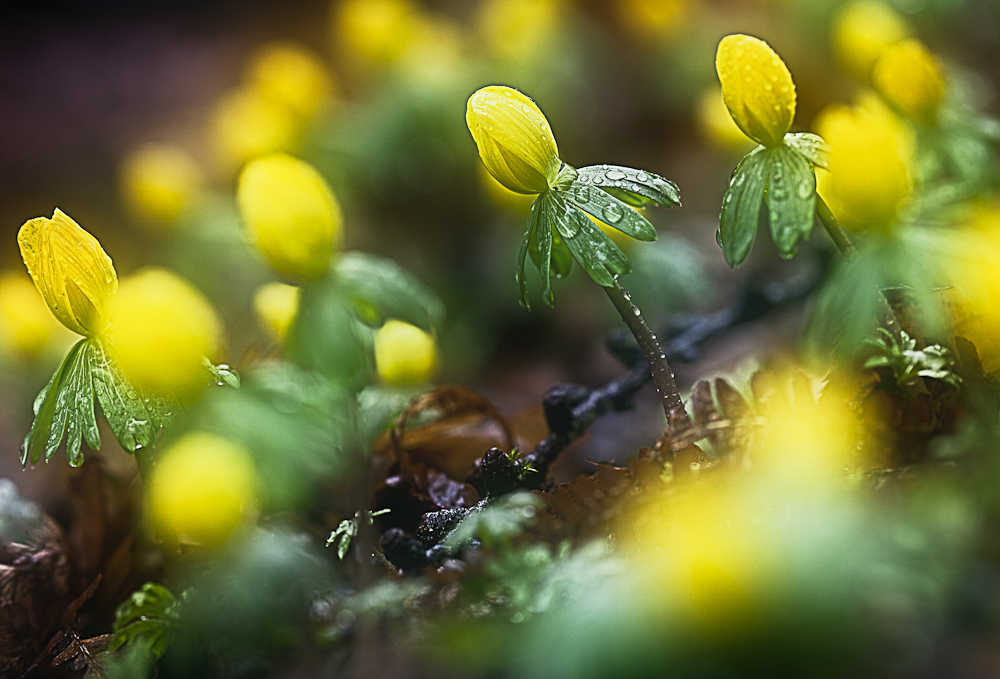 nach dem Regenschauer