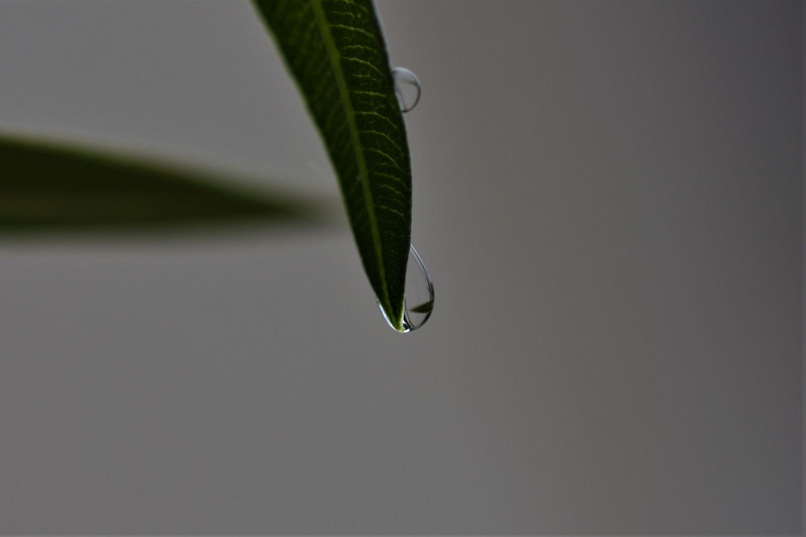 Nach dem Regenschauer 1