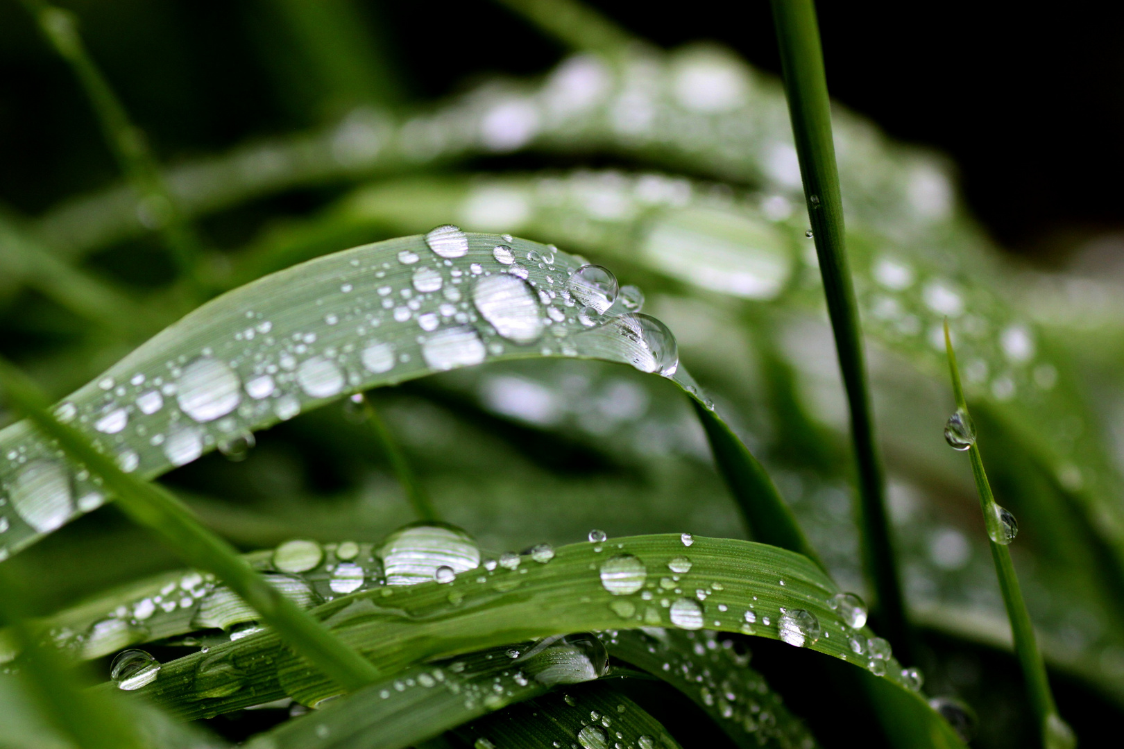 Nach dem Regenschauer