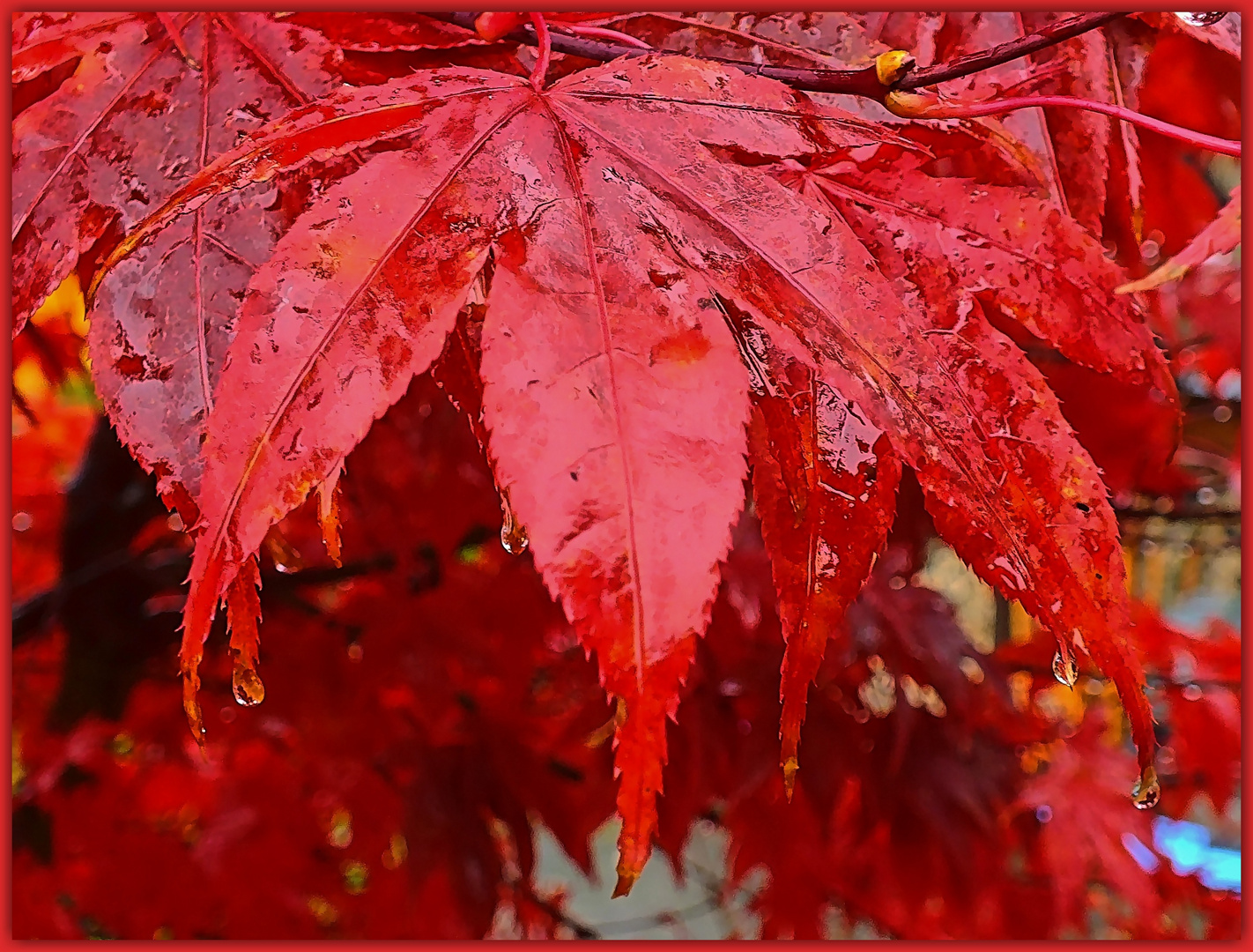 Nach dem Regenschauer