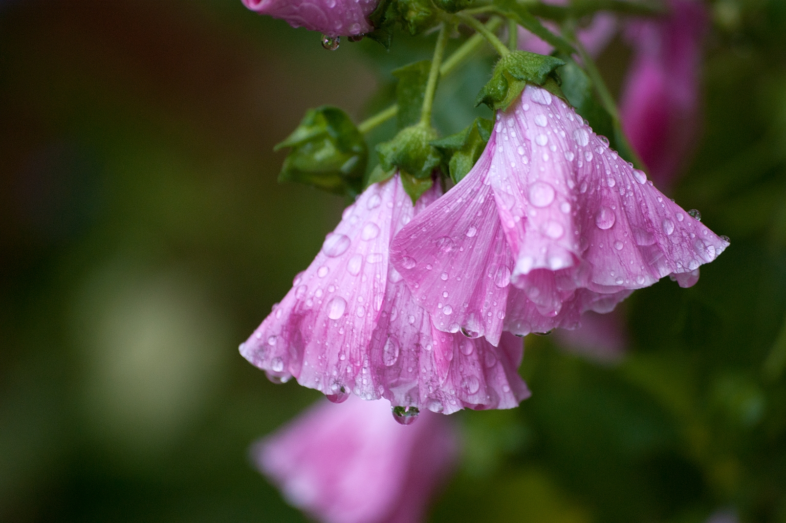 Nach dem Regenschauer