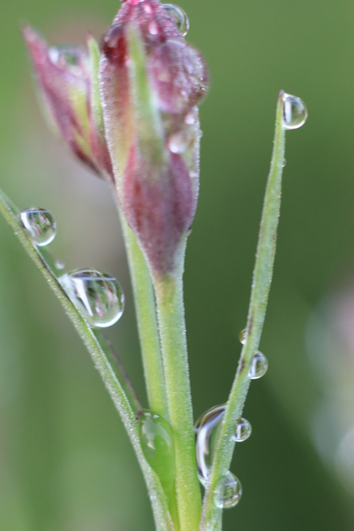 Nach dem Regenschauer