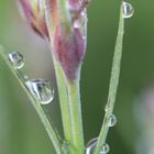 Nach dem Regenschauer