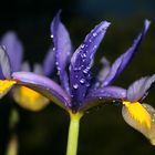 Nach dem Regenschauer