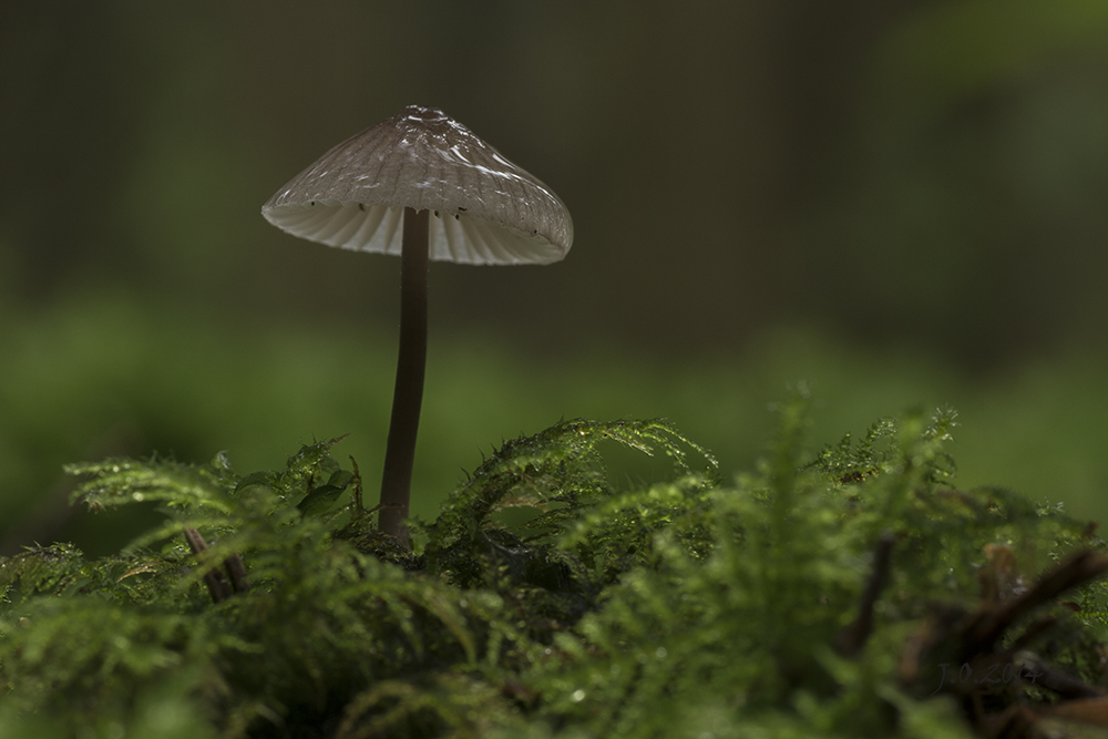 nach dem Regenschauer...