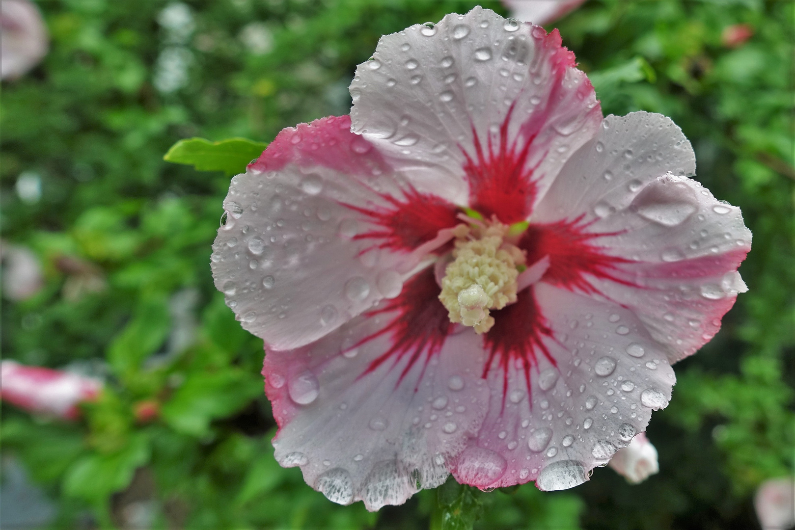 nach dem Regenschauer ...