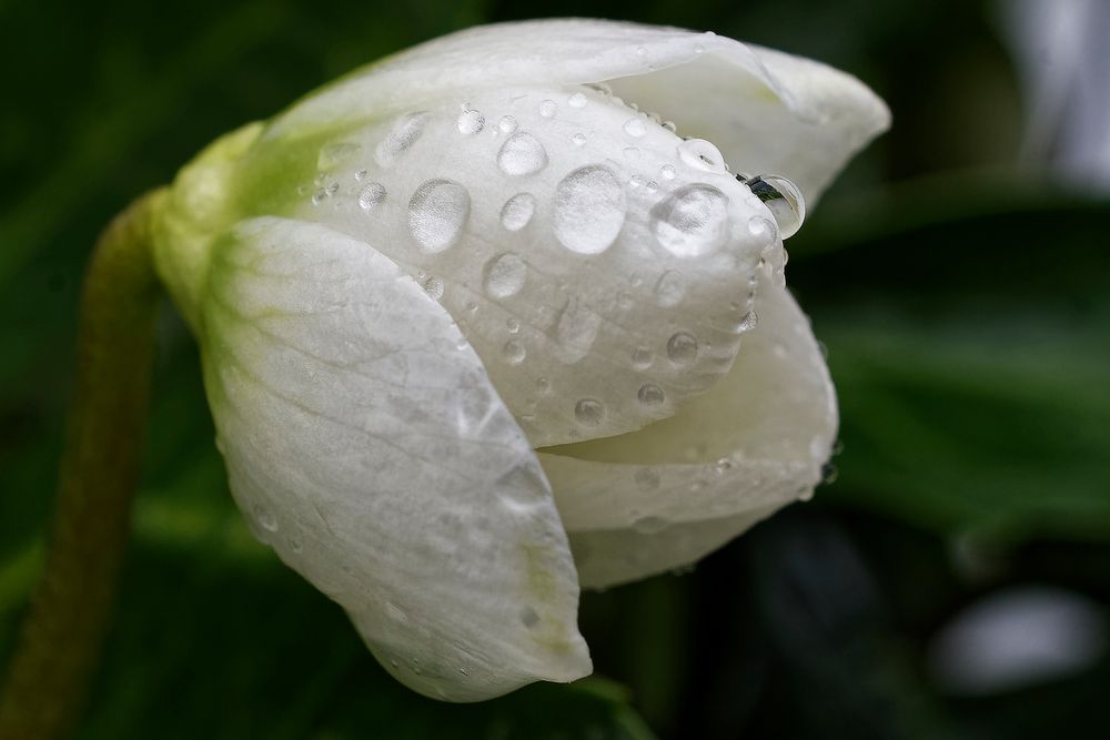 Nach dem Regenschauer (Christrose, Helleborus niger)