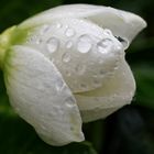 Nach dem Regenschauer (Christrose, Helleborus niger)