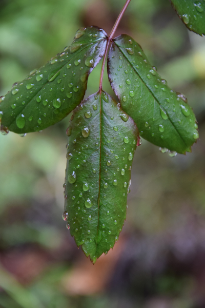 Nach dem Regenschauer...