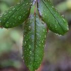 Nach dem Regenschauer...