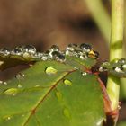 nach dem Regenschauer