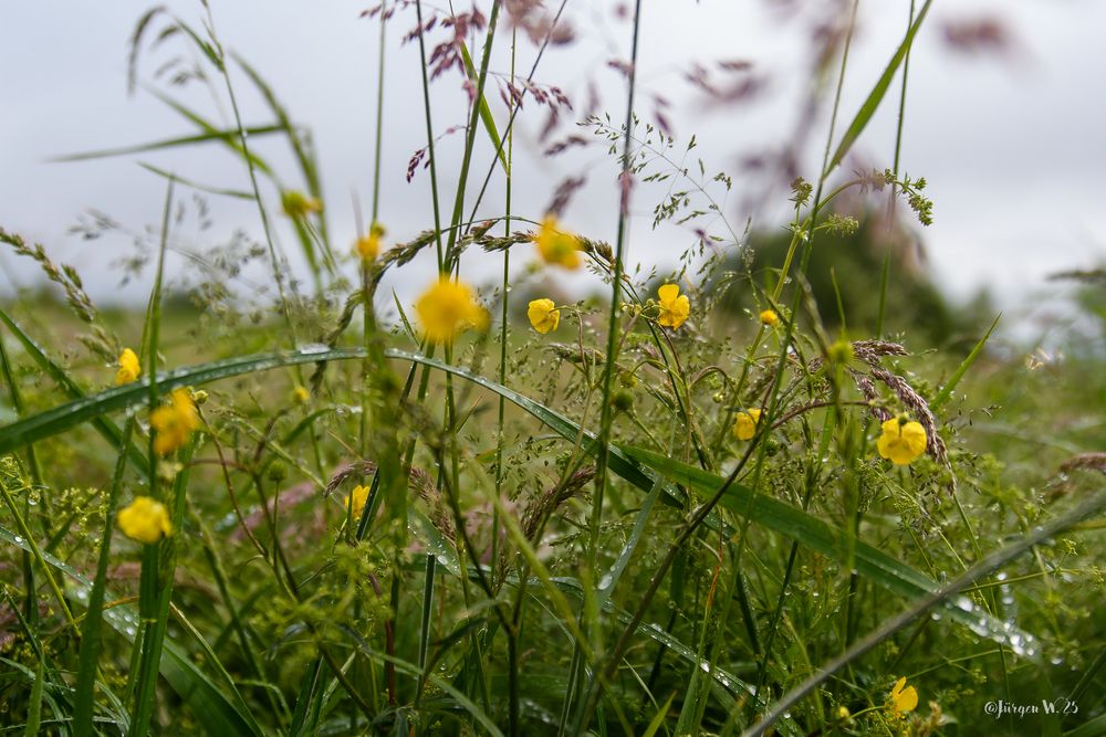 Nach dem Regenschauer (Hahnenfuß)