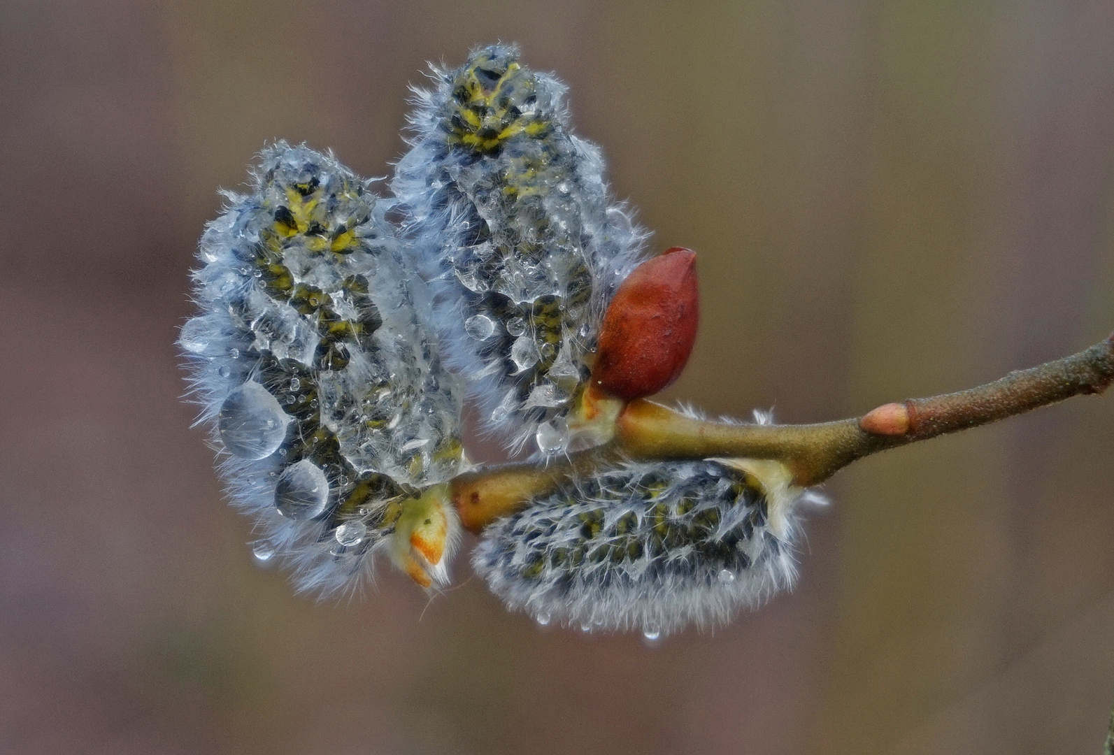 Nach dem Regenschmuck