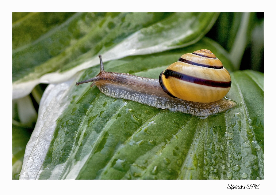 Nach dem Regen...Schnecke auf Wanderschaft