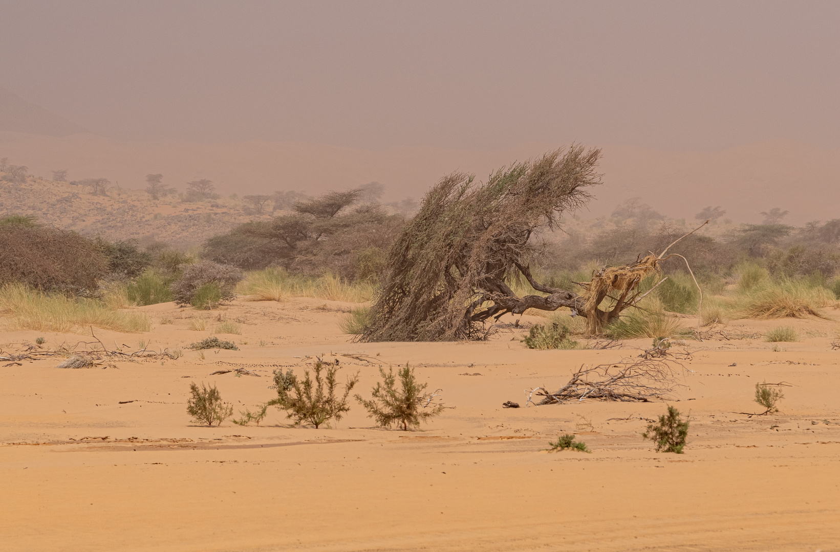 nach dem Sandsturm