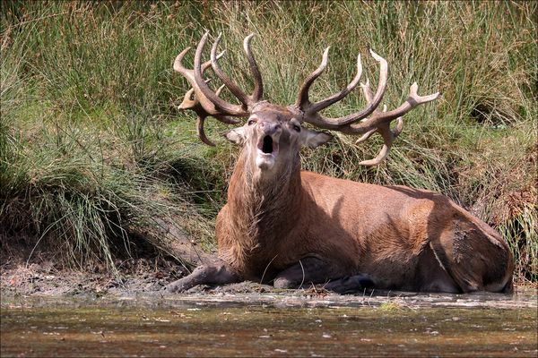 Nach dem Schlammbad.....