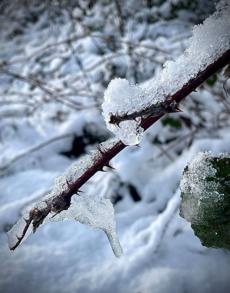 nach dem Schnee