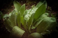 nach dem Schnee kam der Regen...