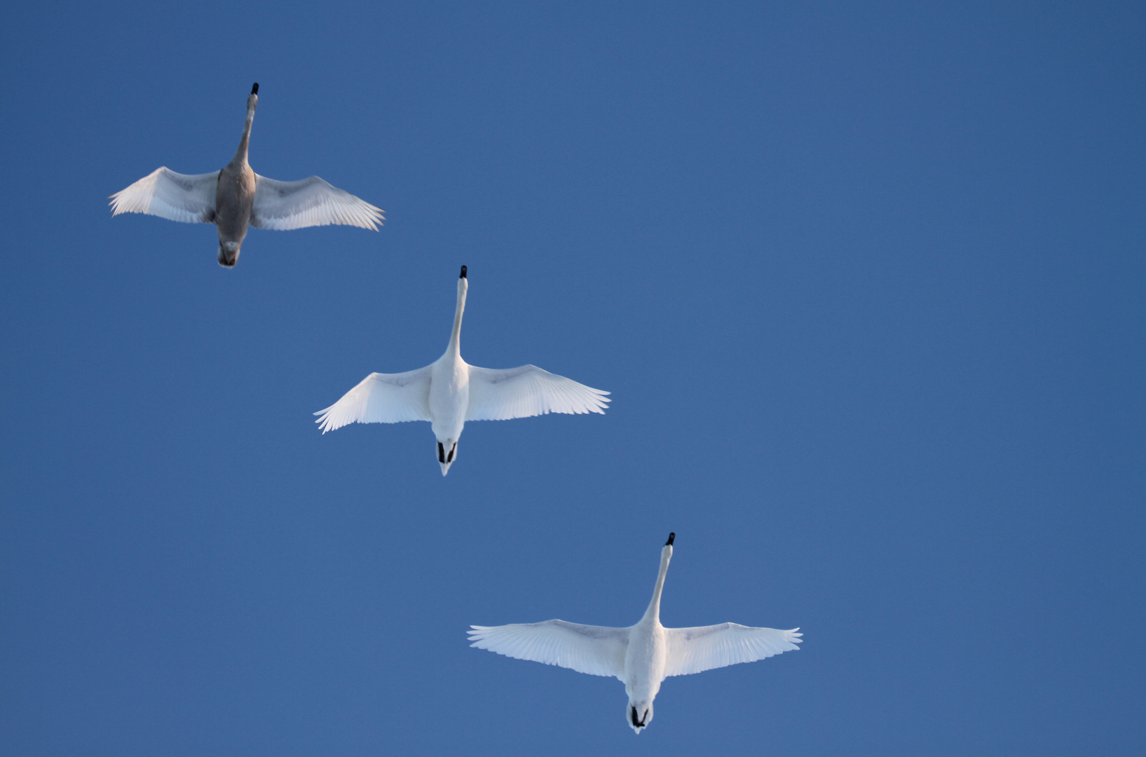 Nach dem Schneechaos: Schwan-Air nimmt Flugbetrieb wieder auf