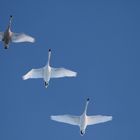 Nach dem Schneechaos: Schwan-Air nimmt Flugbetrieb wieder auf