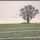 Nach dem Schneeschauer.