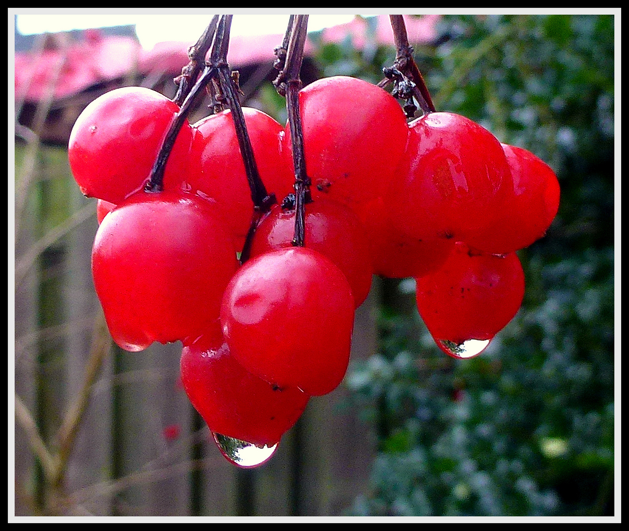 -Nach dem Schnee...setzte heute Tauwetter ein-