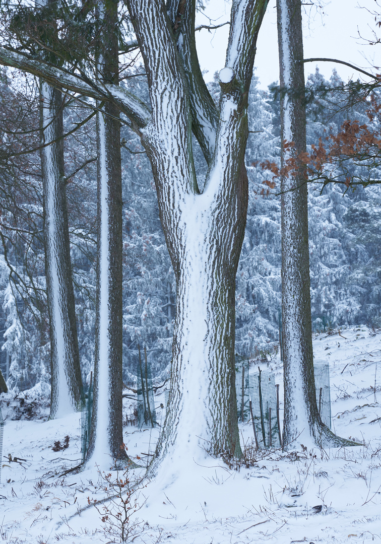 Nach dem Schneesturm 2