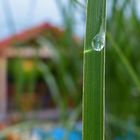 Nach dem Sommergewitter