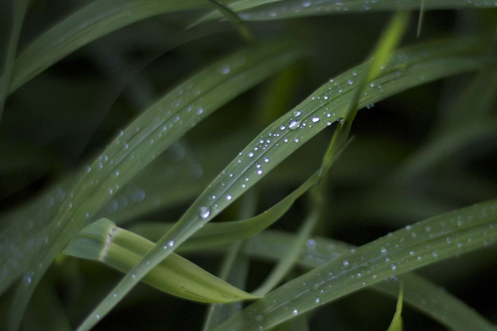 Nach dem Sommerregen