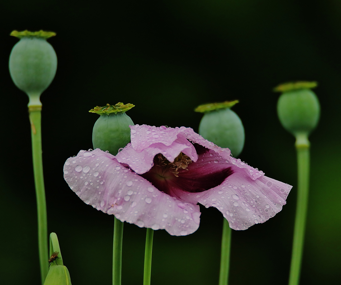 Nach dem Sommerregen...