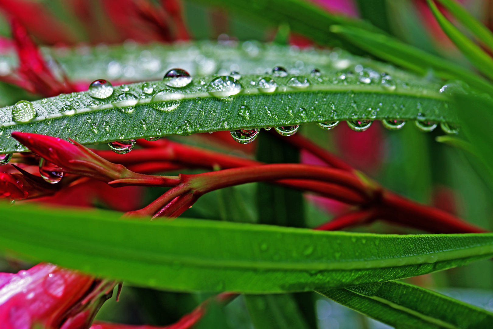 Nach dem Sommerregen