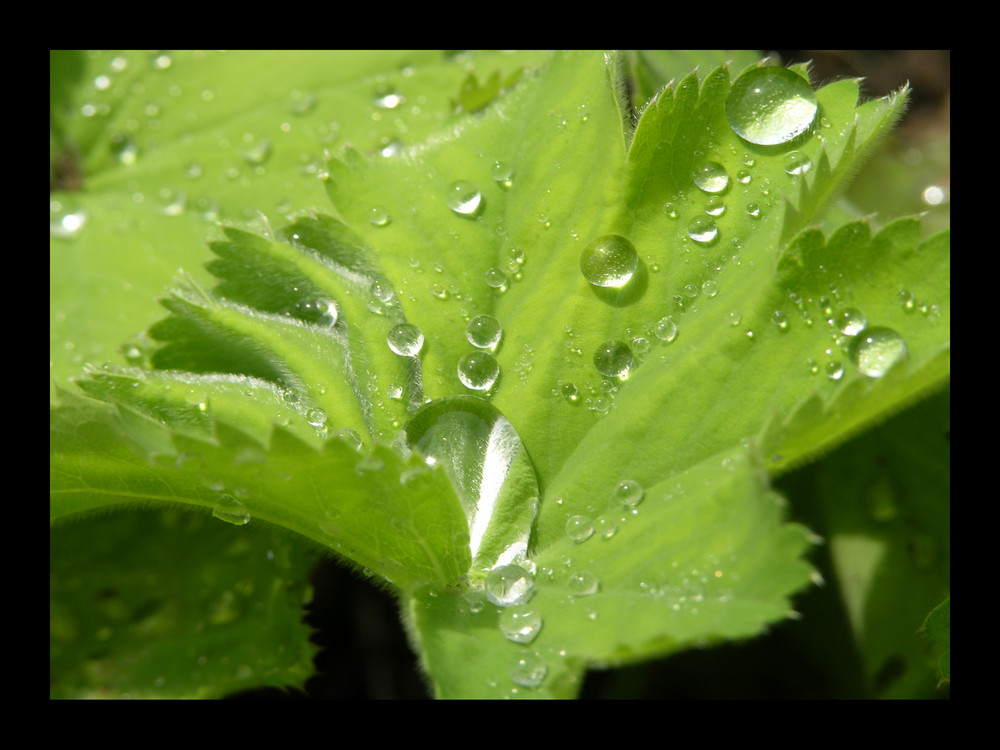 Nach dem Sommerregen