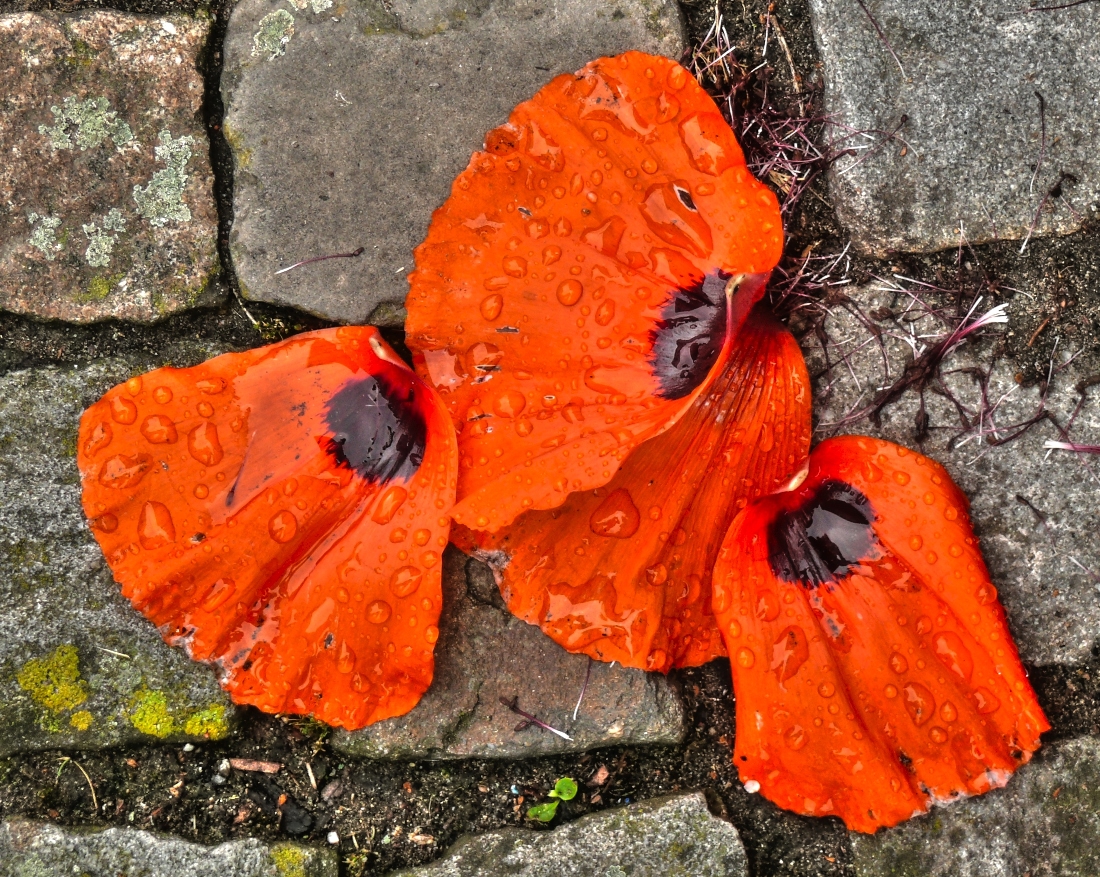 Nach dem Sommerregen.