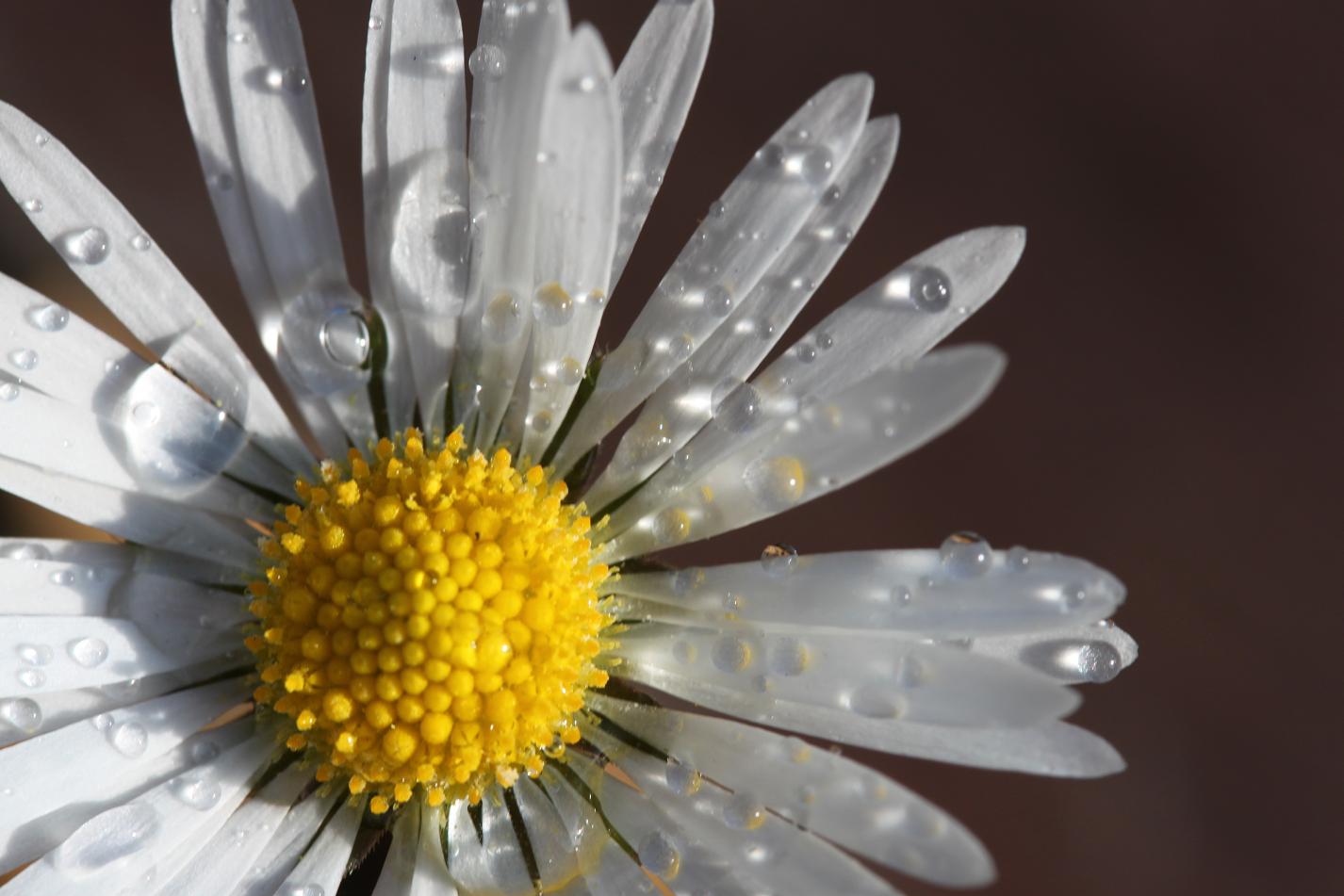 Nach dem Sommerregen