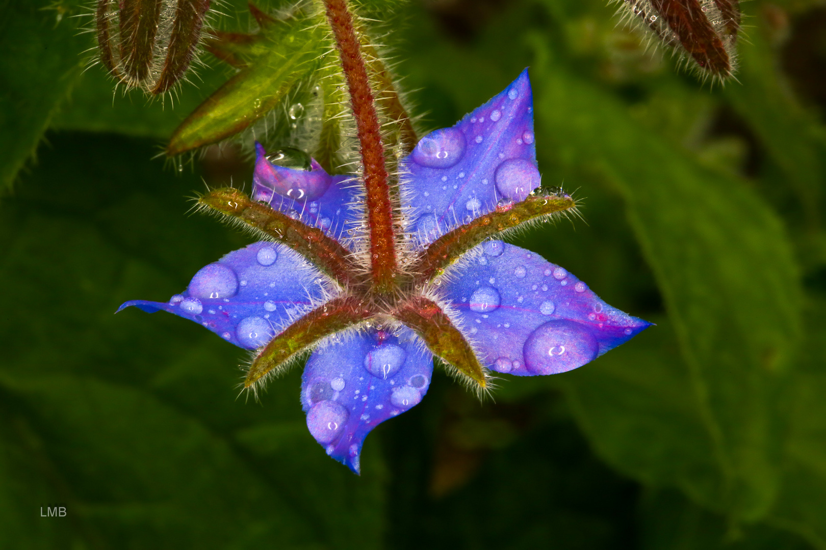 Nach dem Sommerregen