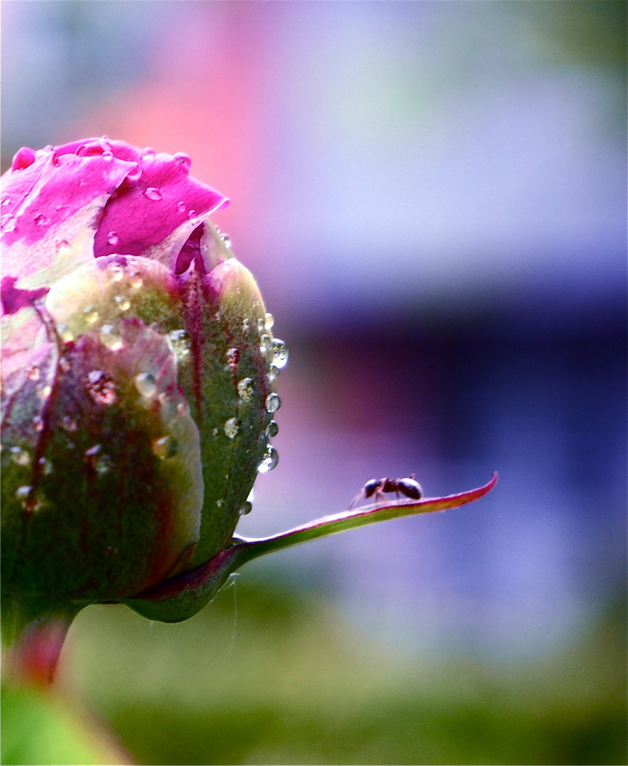 Nach dem Sommerregen