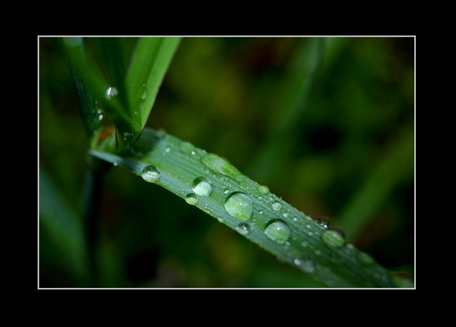 Nach dem Sommerregen