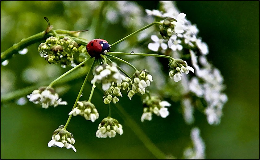 nach dem Sommerregen...