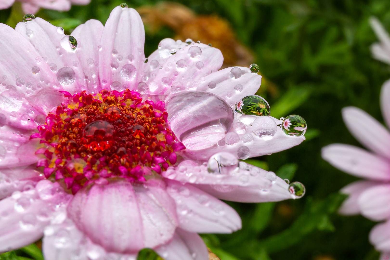 Nach dem Sommerregen