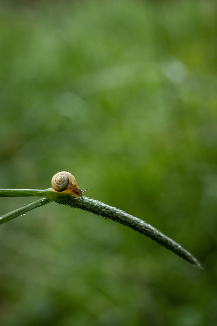 Nach dem Sommerregen