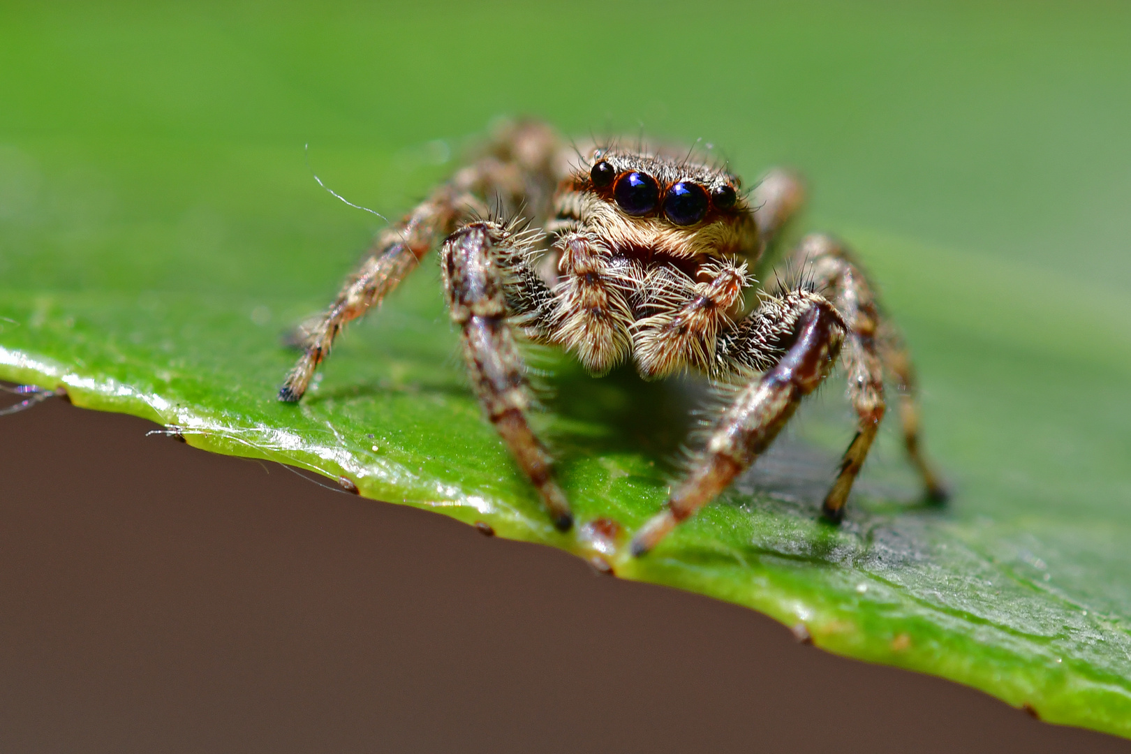 Nach dem Sprung ist vor dem Sprung - Springspinne