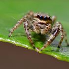 Nach dem Sprung ist vor dem Sprung - Springspinne