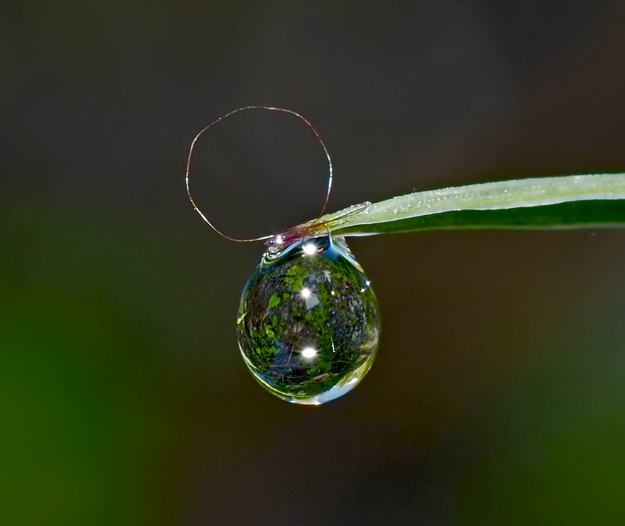 Nach dem starkem Regen wollte ich einen Tropfen fotografieren...