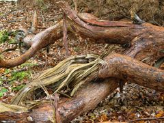 nach dem Sturm