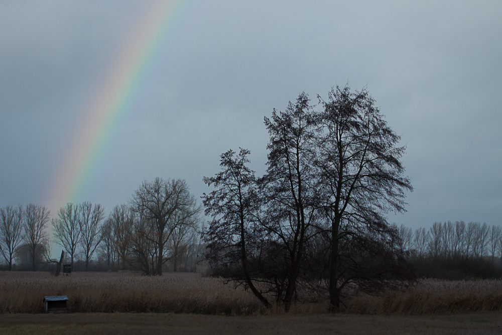 Nach dem Sturm am Reinheimer Teich