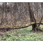 Nach dem Sturm - Après la tempête